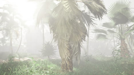 misty landscape with palm trees in a tropical forest during morning light
