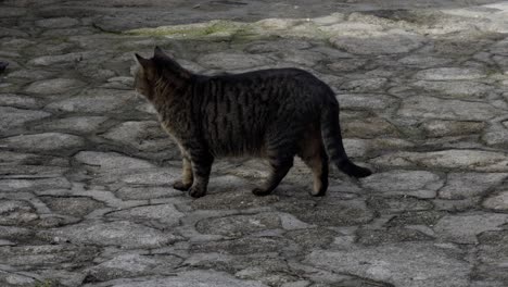 grey tabby cat licking its mouth over a stone path and looking for preys