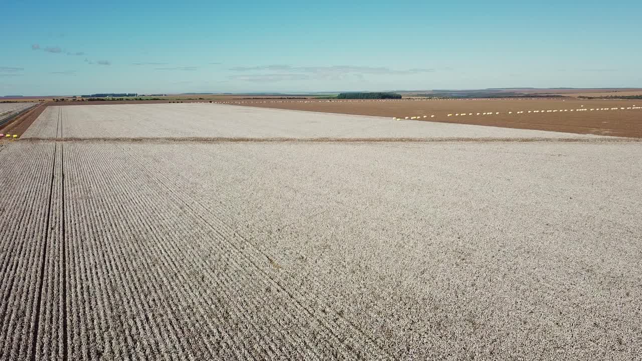 Aerial drone shot flying over a cotton plantation in rural Brazil