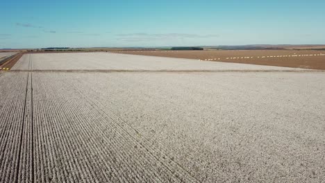 aerial drone shot flying over a cotton plantation in rural brazil