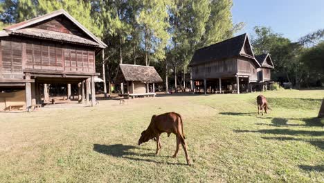 las vacas pastan pacíficamente junto a las casas tradicionales tailandesas