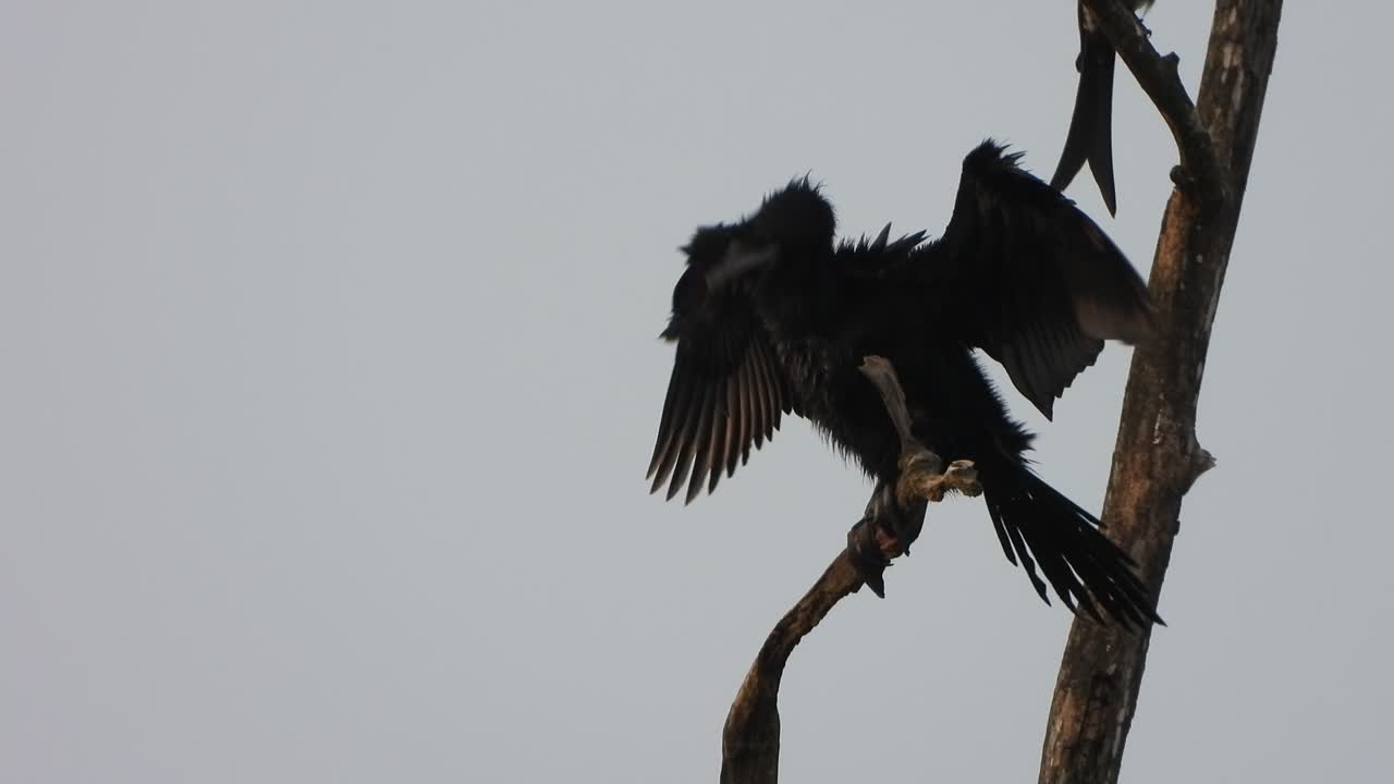 cormorán -relajante -área de estanque -árbol