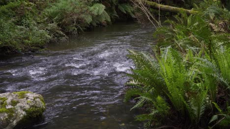 Arroyo-Que-Fluye-En-El-Parque-Nacional-De-Otway,-Tiro-Panorámico