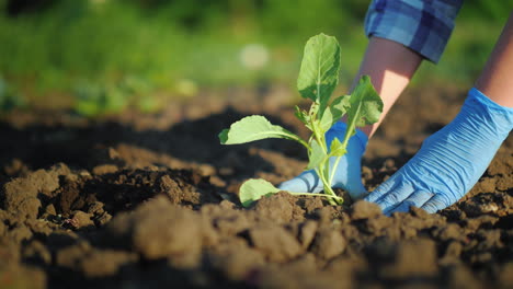 female hands in gloves plant a small plant in the gardent 4k video