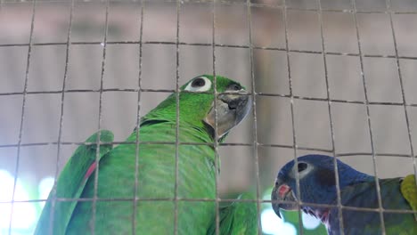 dos loros tropicales cerrados en jaula