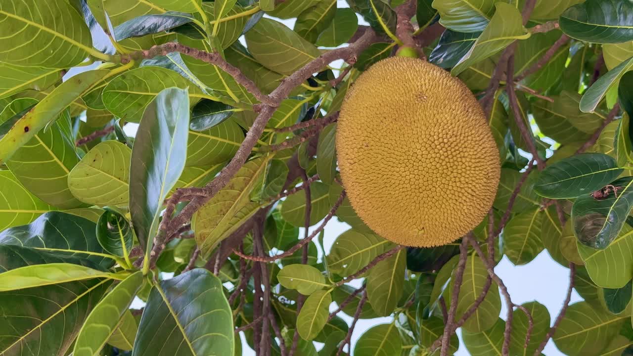 closeup of jackfruit growing in the tree at the orchard