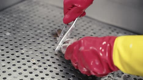 close-up of descaling and cleaning fresh fish, red porgy