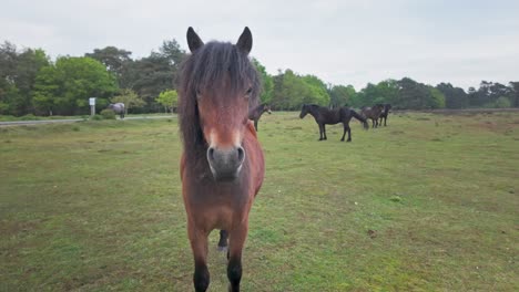 amigable y curioso, el caballo salvaje se acerca a la reserva natural de knettishall, suffolk.