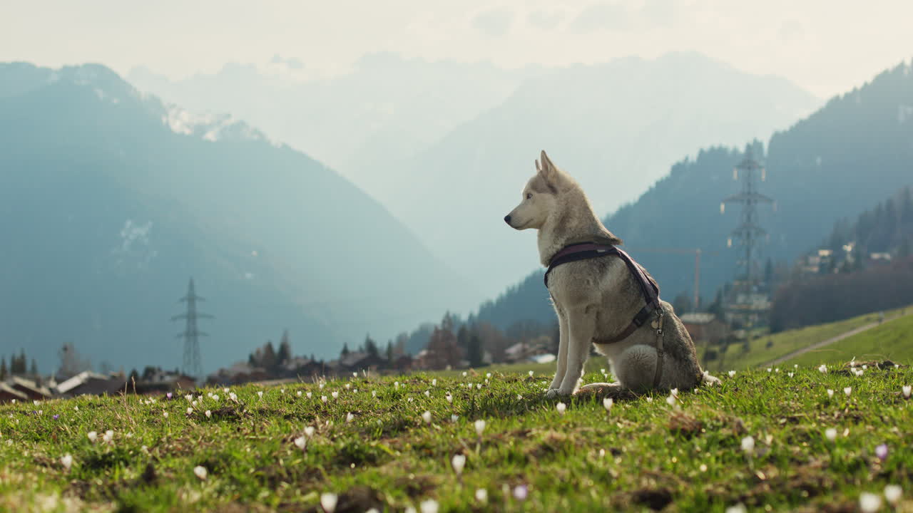 Majestic husky walking through an open alpine field at sunset, with breathtaking mountain views and