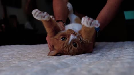 Orange-Getigerte-Katze-Wird-Massiert