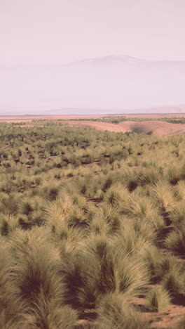 desert landscape with grass and mountain in the background