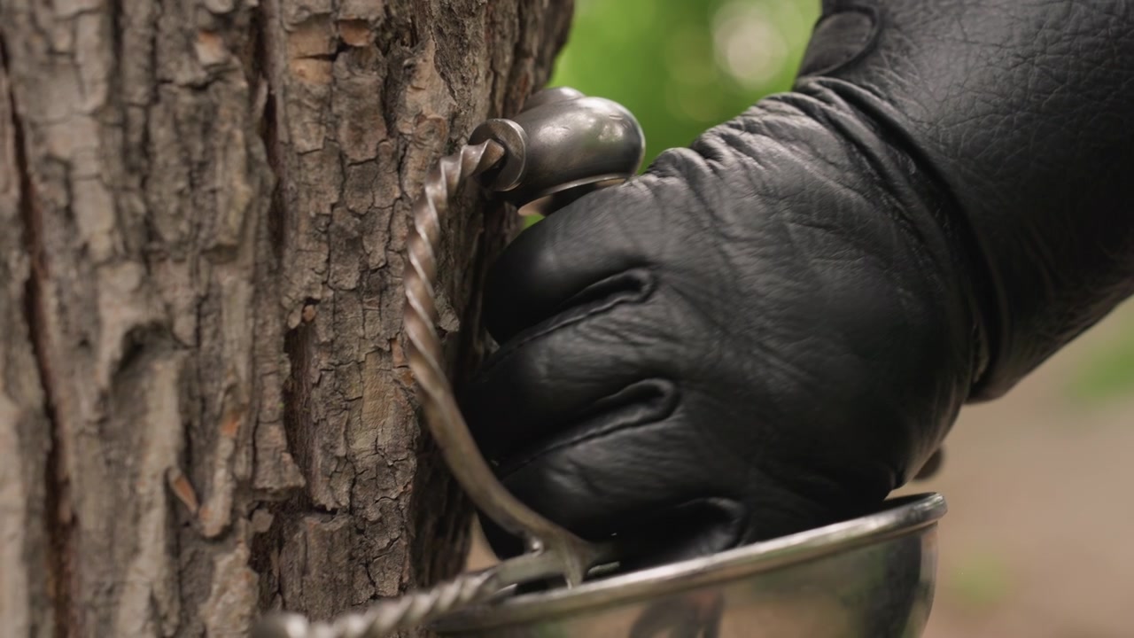 Close up of gloved hand operating metal spout on tree bark collecting sap into container. Background shows blurred greenery and person in dark clothing. Soft natural light highlights texture