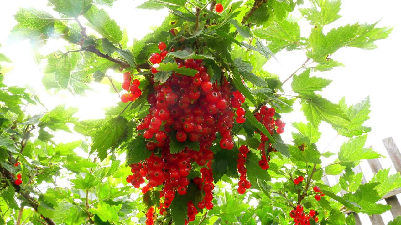 Red Currants Hanging on Branch
