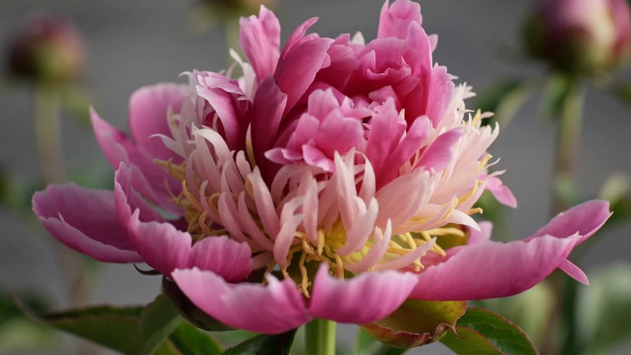 Reagendo alla luce soffusa del giorno, bocciolo di peonia rosa che si schiude, rivelando i petaloidi interni, il gambo che si mantiene stabile