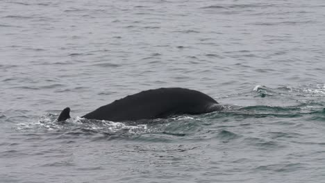 humpback whale body and tail on ocean surface, slow motion