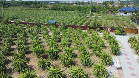 vista de un huerto de frutas del dragón en bagan lalang, malasia