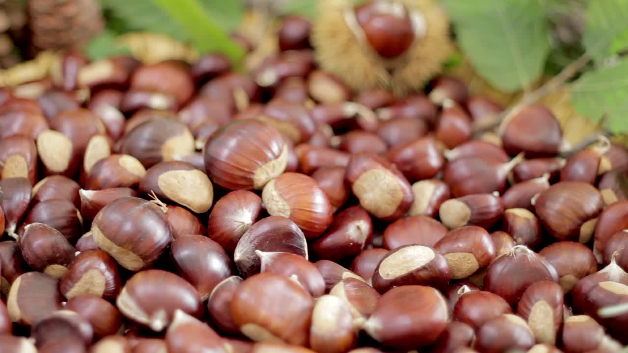 Chestnuts and pinecones in an autumnal composition. Tasty vegan vegetarian healthy  seasonal food. Soft change of focus.