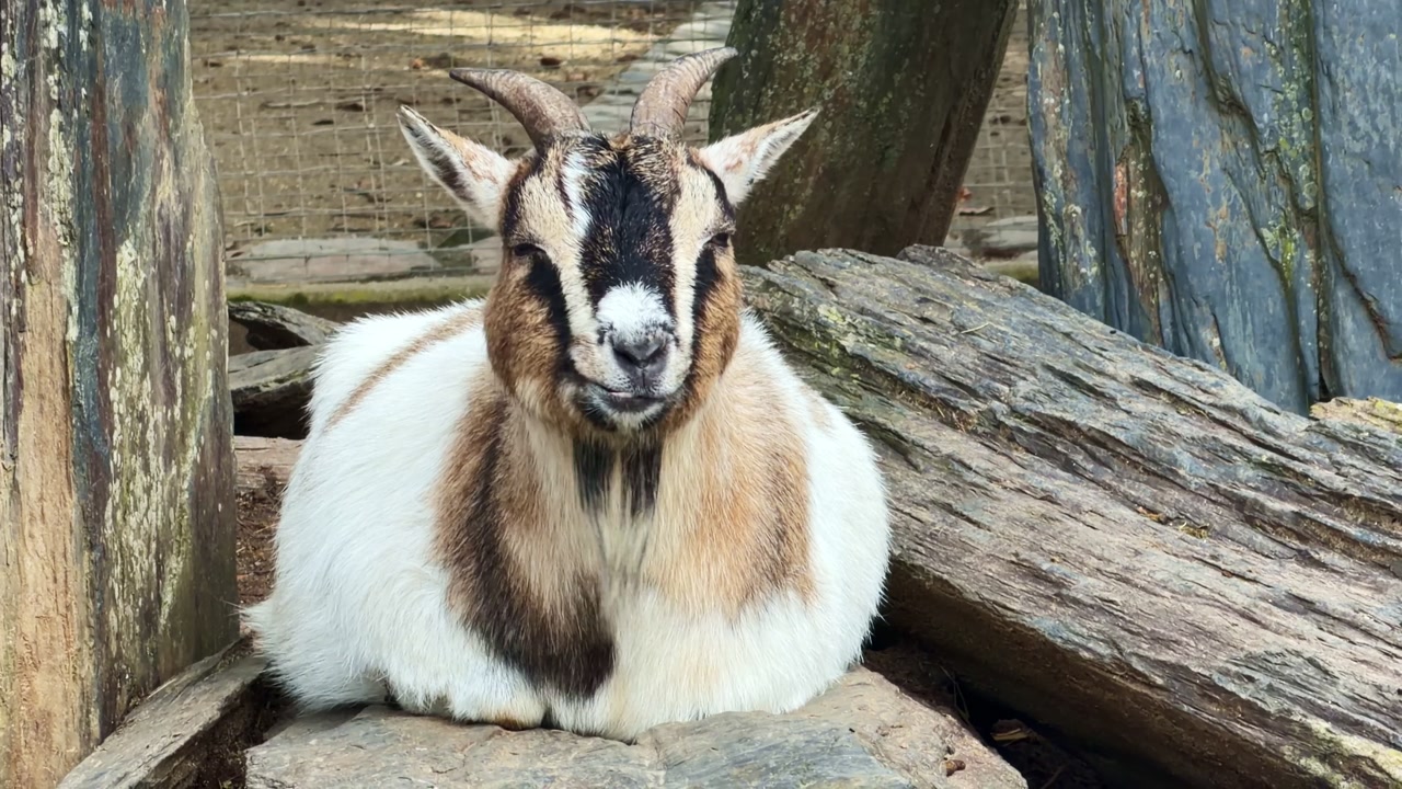 Close-up portrait of a domestic goat resting and chewing its cud with a funny expression