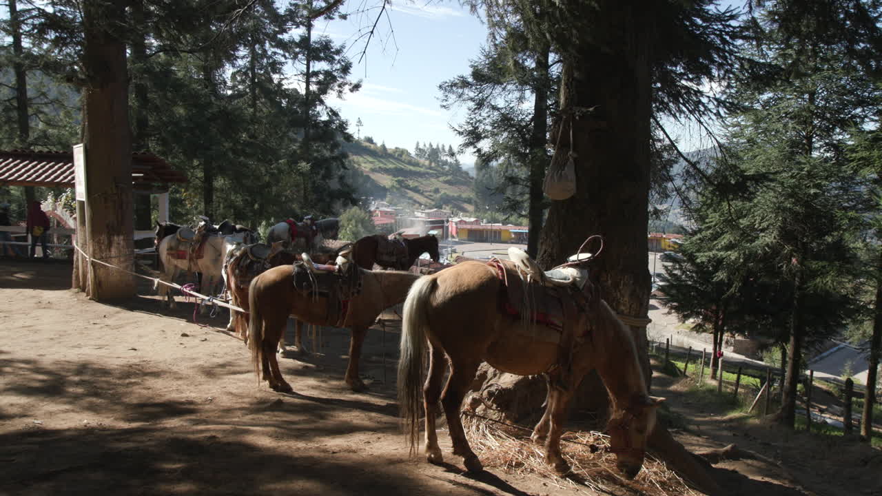 un grupo de burros alineados esperando para llevar a los turistas a lo largo del sendero de un parque nacional en méxico