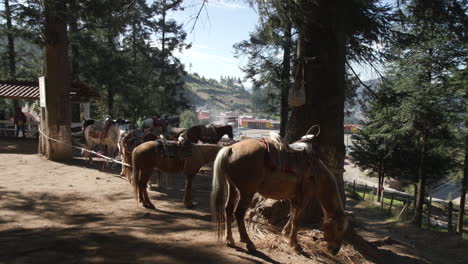 Eine-Gruppe-Esel-Stand-Schlange-Und-Wartete-Darauf,-Touristen-Auf-Den-Spuren-Eines-Nationalparks-In-Mexiko-Zu-Tragen