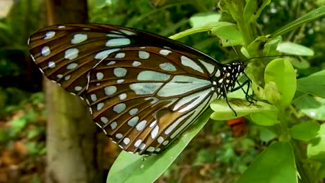 Schmetterling-Sitzt-Auf-Der-Pflanze,-Grünes-Blatt,-Schwarz-weiß,-Bunter-Schmetterling,-Insekt,-Nahaufnahme,-Natur,-Schwarz-Gefleckter-Schmetterling,-Srilankische-Tierwelt