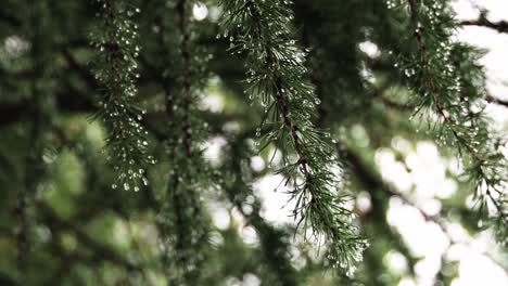 green larch branches with raindrops move in the wind