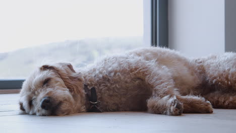 tired pet dog sleeping on floor by window indoors at home