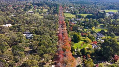 drone along honour avenue in macedon range