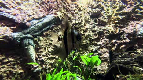 Tiefer-Kaiserfisch-Im-Aquarium.-Hohes-Pterophyllum-Nahaufnahme