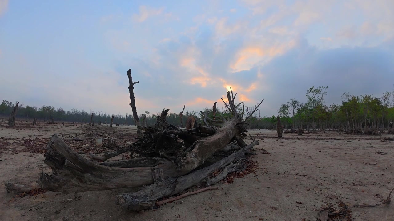 Rustic Sundarbans nature: Clouds drift over mangrove driftwood scene