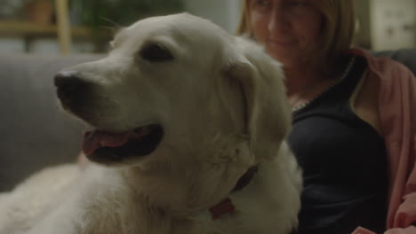 cute golden retriever enjoying being pet