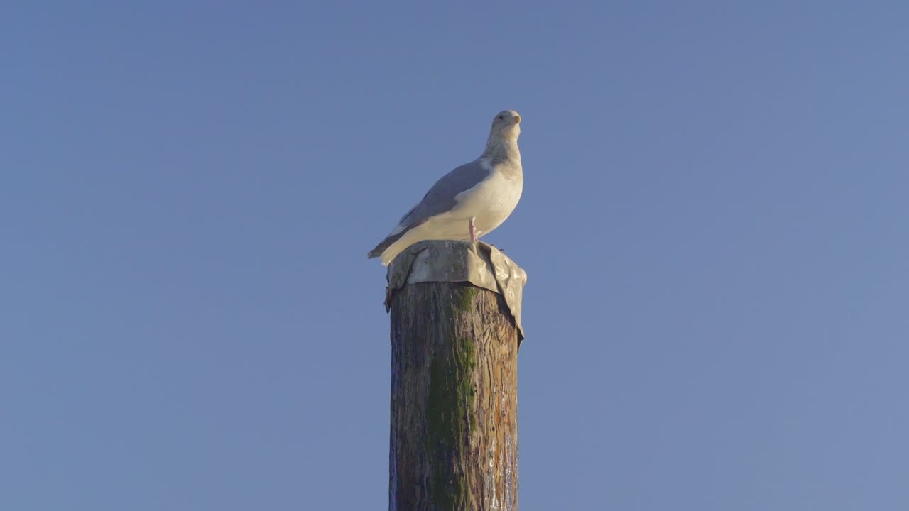 배경 에  ⁇ 은 파란 하늘 이 있는 나무 기둥 에 앉아 있는 해파리