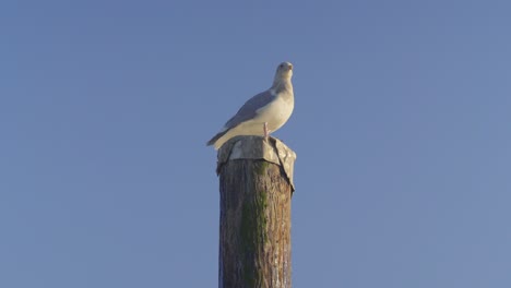 Seagull-perched-on-wooden-pole-with-clear-blue-sky-in-the-background