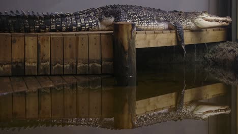 saltwater-crocodile-basking-on-dock-with-amazing-reflection