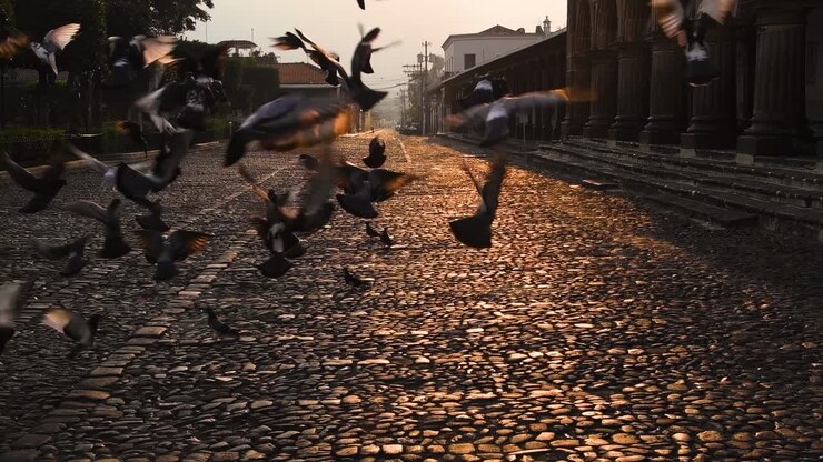 graceful descent of pigeons as they land on an Antigua street