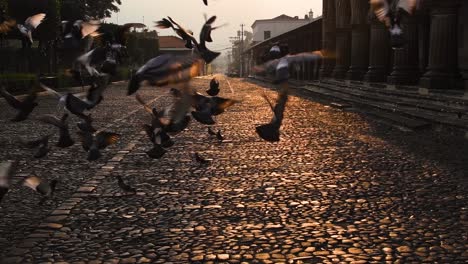 graceful descent of pigeons as they land on an antigua street