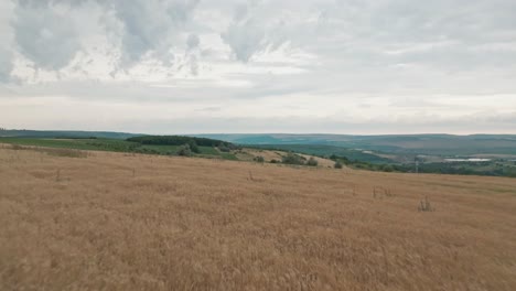 Ein-Sehr-Niedriger-Flug-über-Ein-Weizenfeld,-Der-Nach-Und-Nach-Den-Blick-Auf-Grüne-Wiesen-In-Der-Ferne-Freigibt