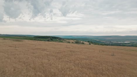un vuelo muy bajo sobre un campo de trigo hacia adelante que gradualmente revela una vista de prados verdes en la distancia