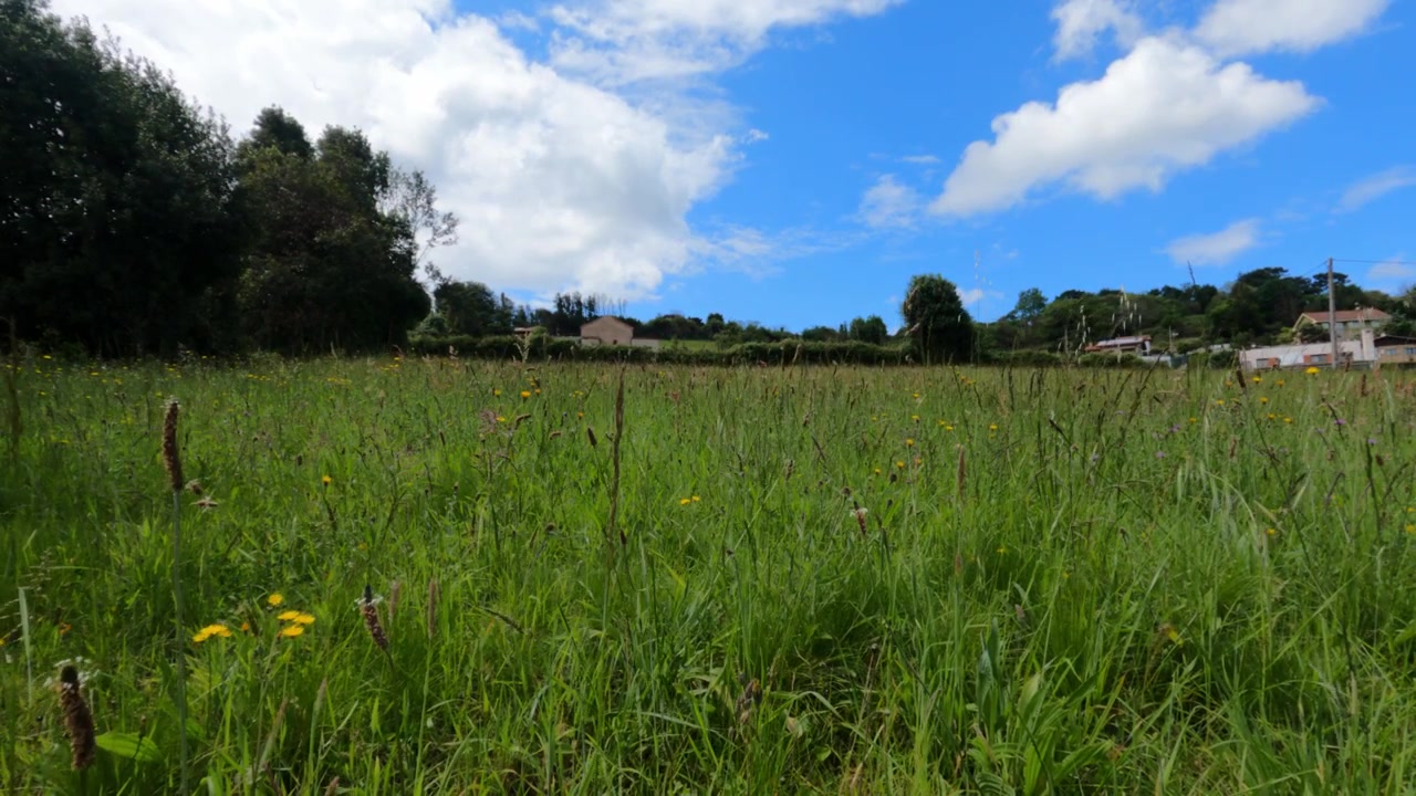 Immagine di un prato verde rigoglioso con fiori selvatici gialli, alberi e casolari sullo sfondo sotto un cielo azzurro con nuvole.