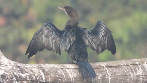 Cormorán-En-El-área-Del-Estanque-Una-Mañana-Fuggy