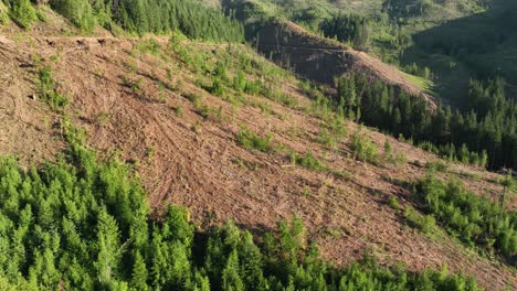 drone shot of a forest cleared out from lumber harvest in idaho