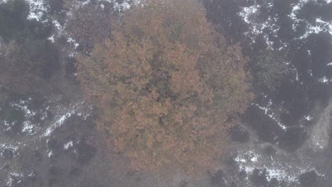 aerial top down cinematic ascending movement showing autumn colorful leafs of treetop with reveal of moorland landscape disappearing in a thick misty fog complementing the white snow on the ground