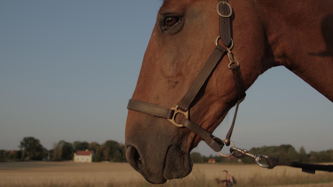 A brown horse on a field