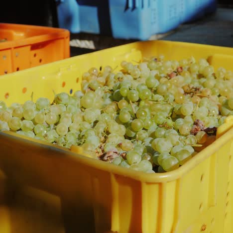 many colorful boxes with grapes at a winery 1