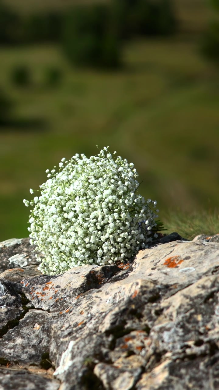 Fiore Selvatico Bianco Su Sporgenza Rocciosa, Macro Intima Di Piccoli Fiori Raggruppati Appollaiati Su Calcare Eroso