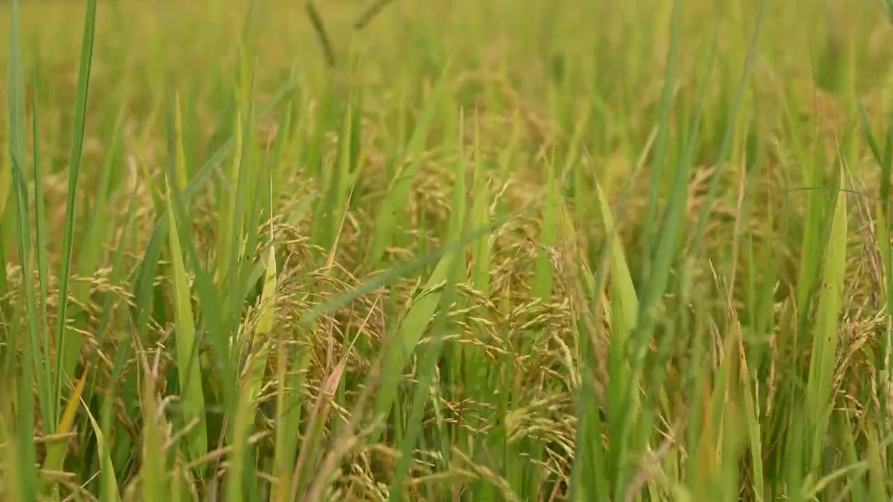 Il riso è cresciuto nel campo ed è maturato e ingiallito