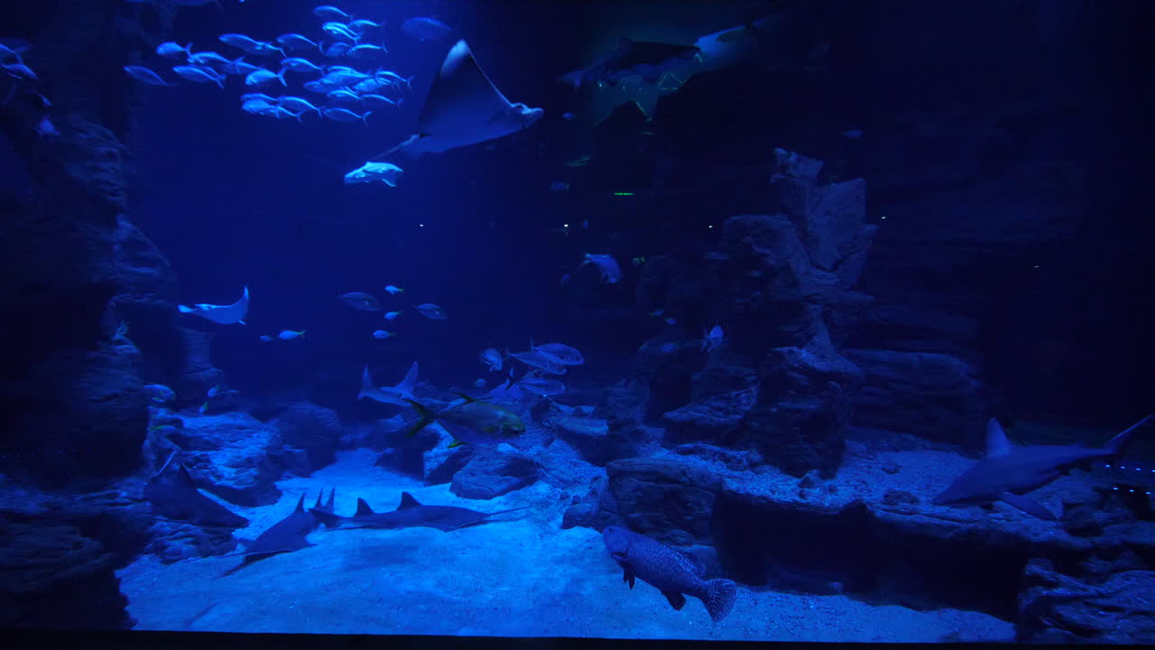 거대한 파란색 수족관 몬텔리어 트랙은 앞으로 그리고 뒤로 부드럽게 습니다.