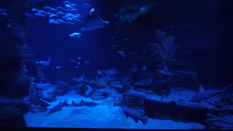 Giant-blue-aquarium-Montpellier-track-shot-forward-and-backward-smooth.