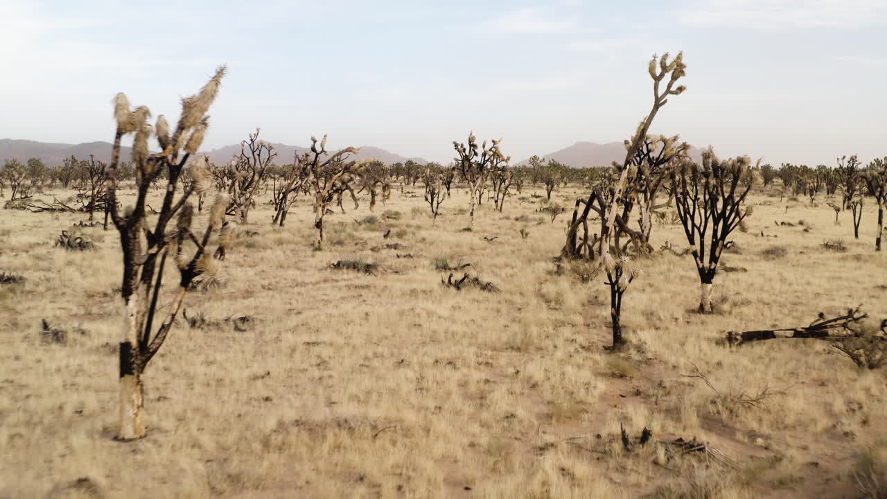 조슈아 나무 사막 풍경