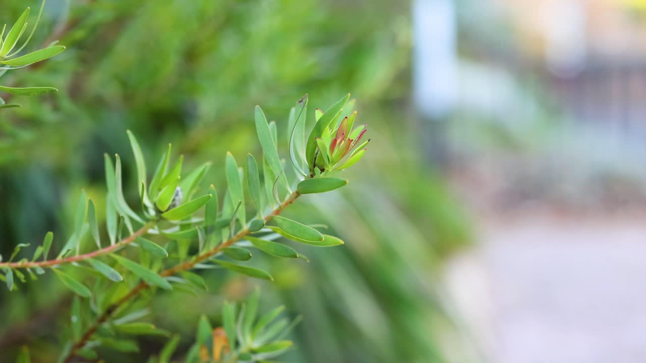 흐릿한 배경으로 잎의 클로즈업